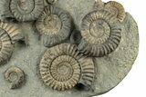 Fossil Ammonite (Arnioceras) Cluster - Holderness Coast, England #243474-1